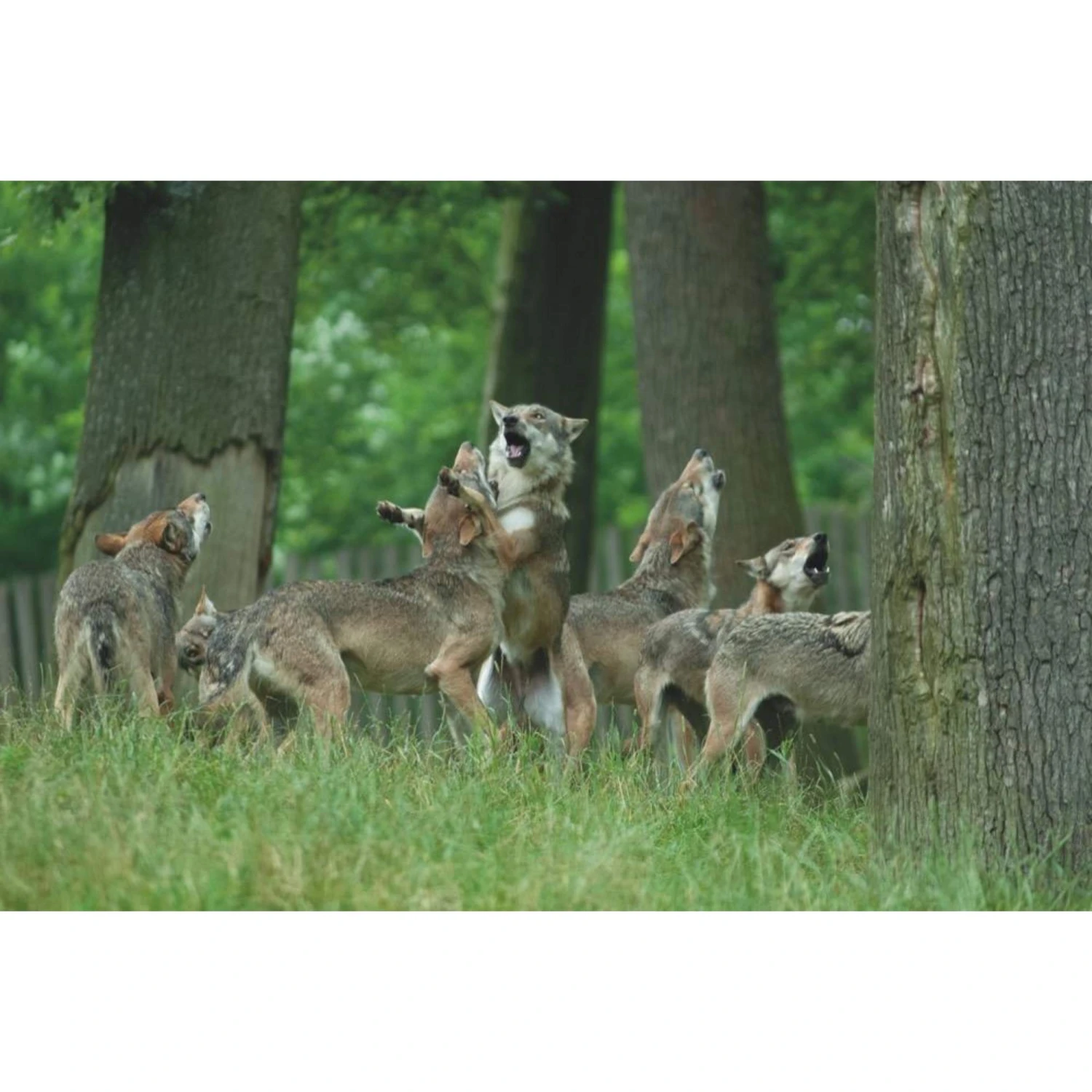 Die Hoffnung Und Der Wolf - Reisetagebuch 5 Die Hoffnung Und Der Wolf - Reisetagebuch – Bild 3